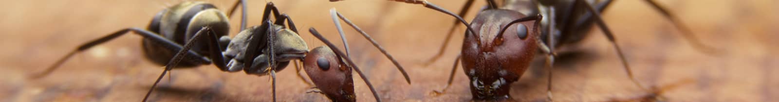 ant treatment-chandler-arizona