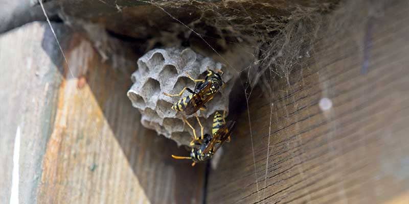 Do You Have a Wasp Nest in Your Yard? Chandler az
