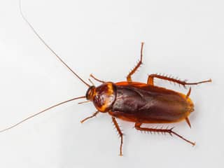 american-cockroach-exterminator-phoenix-arizona