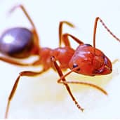 ant-control-gilbert-arizona