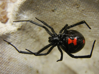 Phoenix Arizona Black Widow Spider