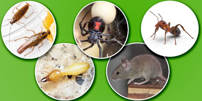 5 Winter Pests to Know About in Phoenix and Chandler az