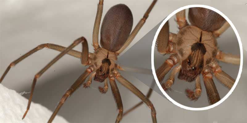 Are the brown recluse Spiders in Phoenix Dangerous? Chandler az