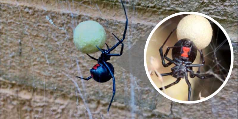 Are the Spiders in Your Phoenix Home Dangerous? Chandler az