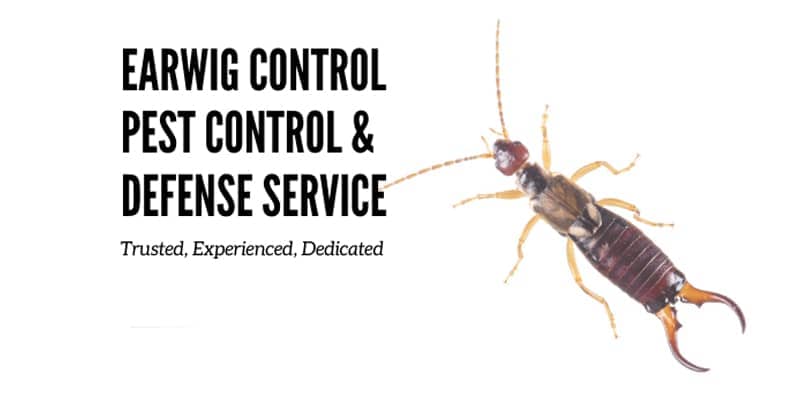 do-i-need-professional-pest-service-for-earwigs Chandler az
