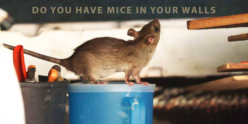 Do You Have Mice in Your Walls or Attic? Chandler az