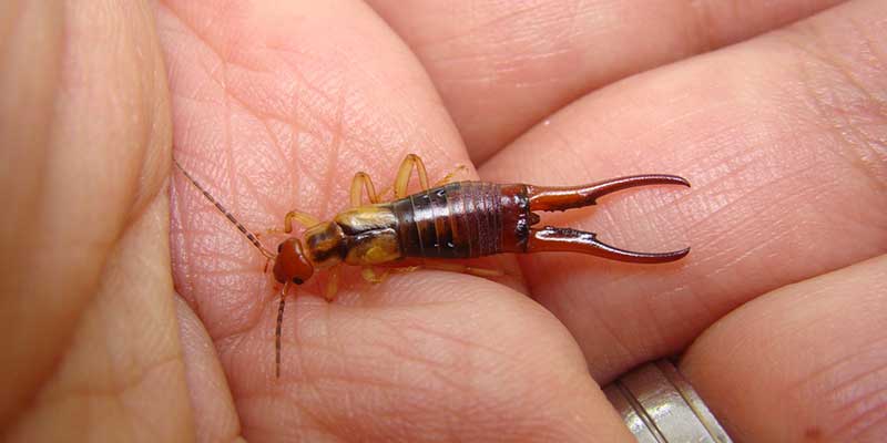 Everything You Need to Know About Earwigs Phoenix Chandler az