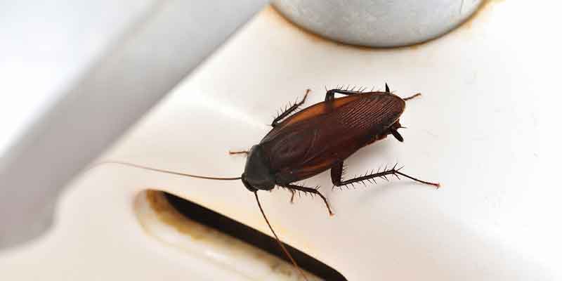 Fact vs. Fiction: Home Remedies for Roaches Phoenix and Chandler az