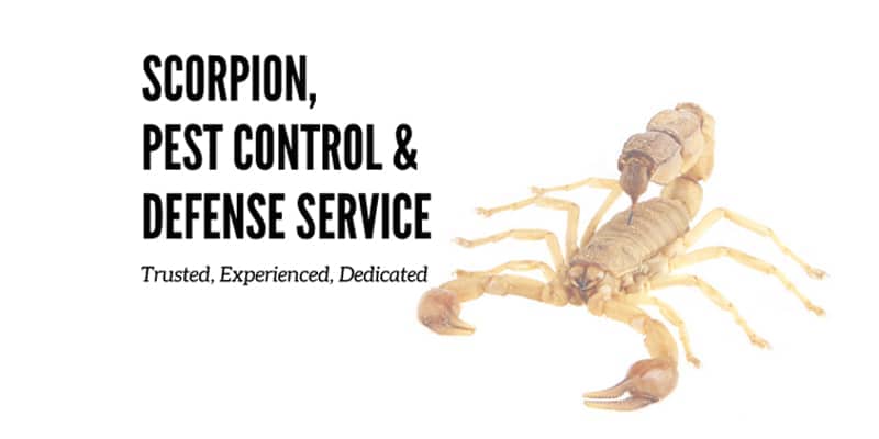 How to Manage Scorpions Around Your Home Chandler az