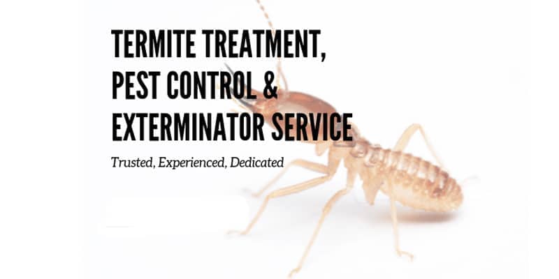 Let's Make Termites The Least Of Your Worries Chandler az