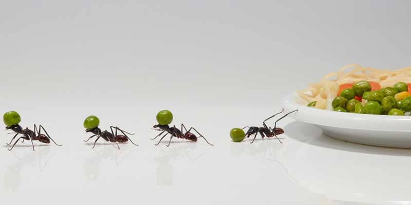 5 Reasons Ants Keep Invading Your Home Chandler az