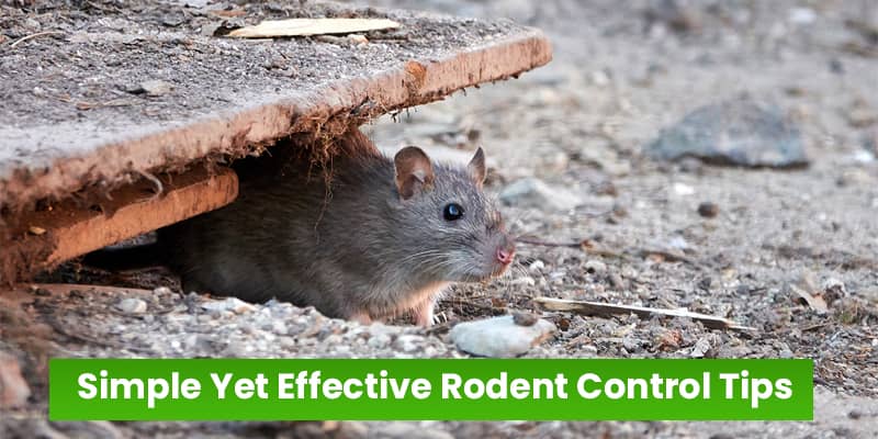 Simple Yet Effective Rodent Control Tips in Phoenix