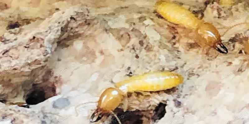 termite-prevention-tips-phoenix  Chandler az