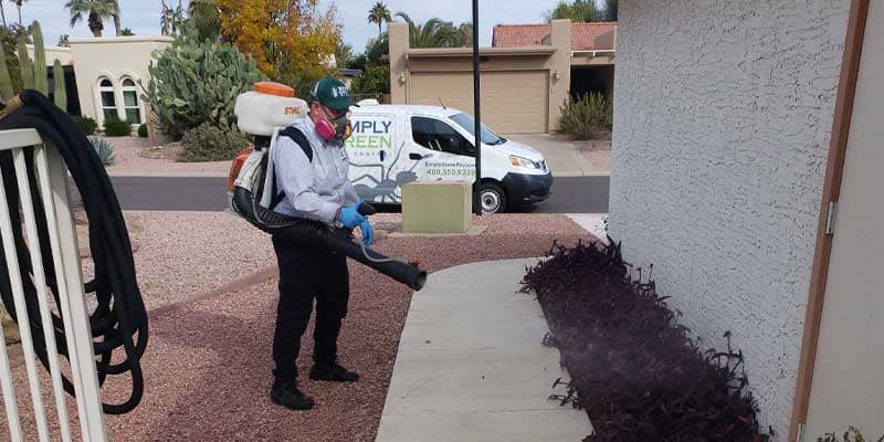 Tips For Protecting Your Home From Pests This Spring Phoenix and Chandler az