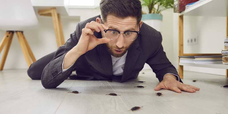 Why Do Commercial Buildings Need Pest Control? Phoenix and Chandler az