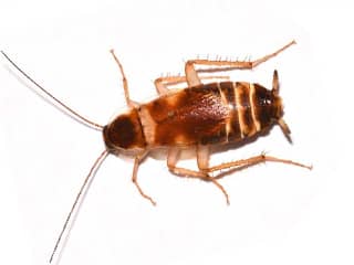 Cockroach Identification Tips Roach | Phoenix AZ