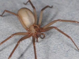brown-recluse-spider-exterminator-phoenix-arizona