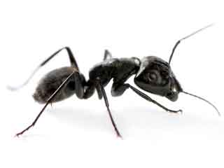 Phoenix Arizona Carpenter Ant