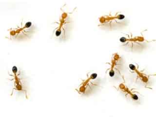 Phoenix Arizona Cazy Ants