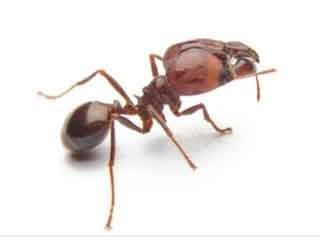 Phoenix Arizona Fire Ant