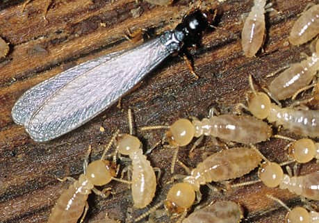 Phoenix Arizona Termites