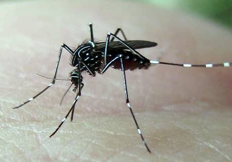 Phoenix Arizona Mosquitoes