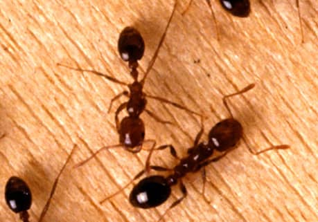 Phoenix Arizona Ants