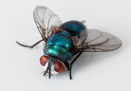 Phoenix Arizona Bot Fly