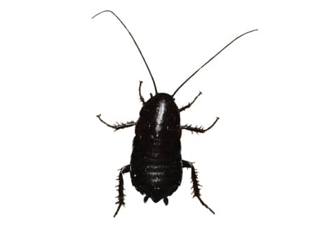 Phoenix Arizona Oriental cockroach
