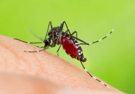 Phoenix Arizona Mosquito