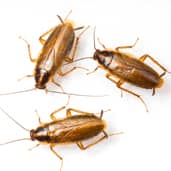 german cockroach-control-chandler-arizona