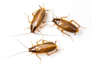 Cockroach Identification Tips Roach | Phoenix AZ