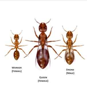 ant-identification-phoenix-arizona