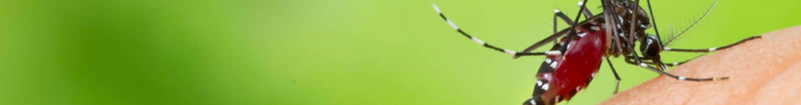 phoenix mosquito-treatment & Control