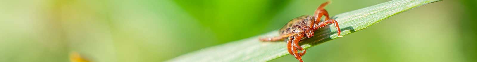 flea and tick exterminator phoenix and chandler az