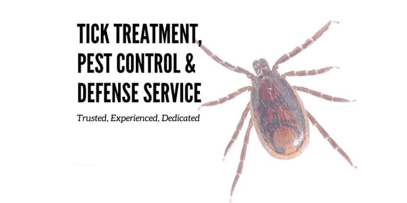 Why homeowners dread indoor fleas and ticks Chandler az