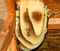 killer bees-control-gilbert-arizona