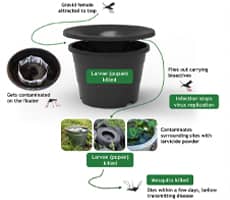 mosquito control-In2Care Mosquito Traps chandler arizona