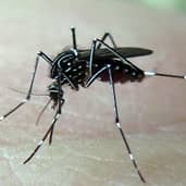 mosquito-control-gilbert-arizona