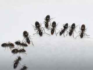 Phoenix Arizona Odorous Ants