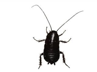 oriental-cockroach-exterminator-phoenix-arizona