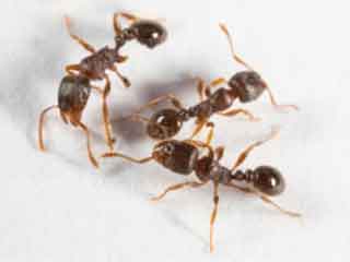 Phoenix Arizona Pavement Ants