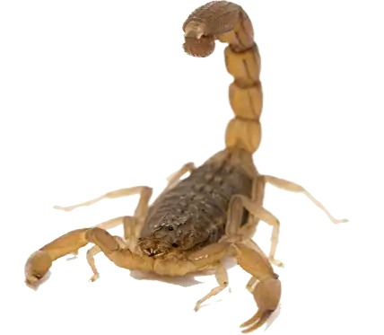 scorpion control phoenix az