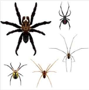 spider-identification-phoenix-arizona