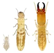 termite-inspection-gilbert-exterminator chandler arizona