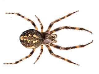 Phoenix Arizona Western Spotted Orb Spider